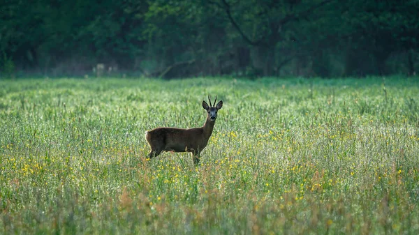 Erkek Roe Deer (Capreolus capreolus) yeşil bir çayırda yürür. Roe Geyik yiyecek arıyor. Doğal ortamdaki hayvanlar..