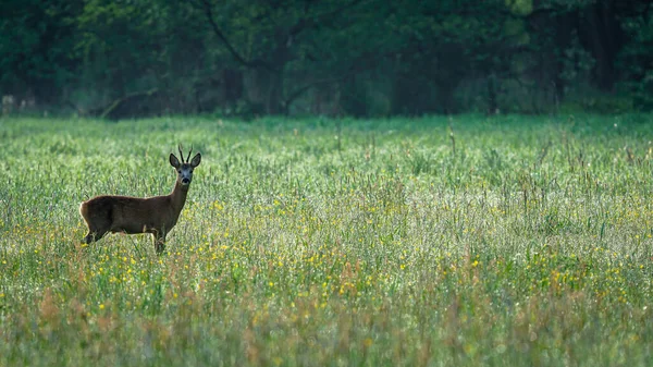 Erkek Roe Deer Capreolus Capreolus Yeşil Bir Çayırda Yürür Roe — Stok fotoğraf