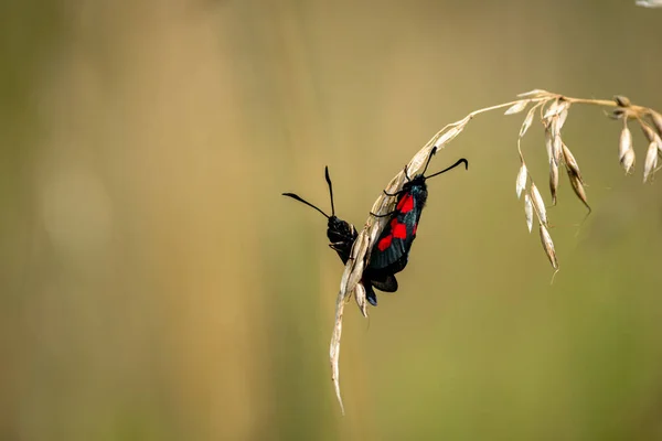 Altı noktalı Burnet güvesi (Zygaena filipendulae) tek bir çimen dalında güneşlenirler.
