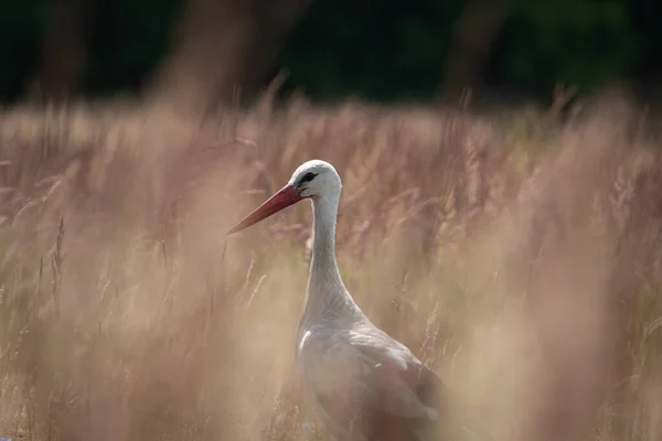 Beyaz Leylek (Ciconia ciconia) tarlada yiyecek arıyor