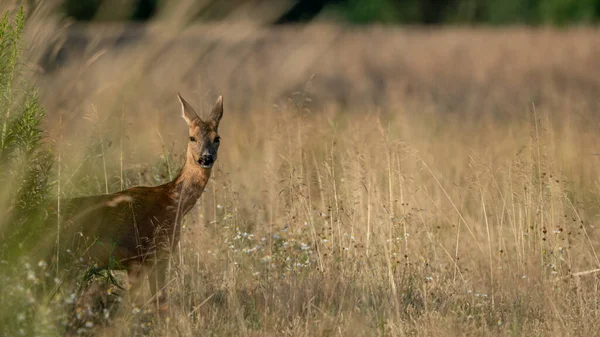 Roe Deer (Capreolus capreolus) bir çayırda yürür. Roe Geyik yiyecek arıyor. Vahşi hayvanlarla dolu çayır. Doğal ortamdaki hayvanlar..