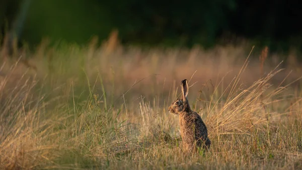 Avrupa Kahverengi Tavşanı (Lepus Europaeus) bir çayırda dinleniyor. Tavşan güneşin tadını çıkartıyor. Yaz mevsiminde çiftlikte tavşan.
