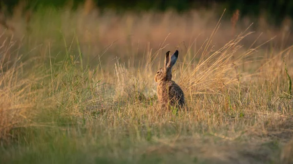 Avrupa Kahverengi Tavşanı (Lepus europaeus) bir çayırda dinlenmektedir. Uyuyan Tavşan güneşin tadını çıkarıyor. Yaz mevsiminde bir yaban tavşanı