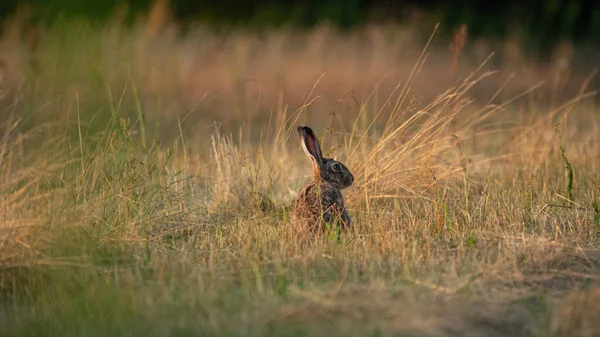 Avrupa Kahverengi Tavşanı (Lepus Europaeus) bir çayırda dinleniyor. Tavşan güneşin tadını çıkartıyor. Yaz mevsiminde çiftlikte tavşan.