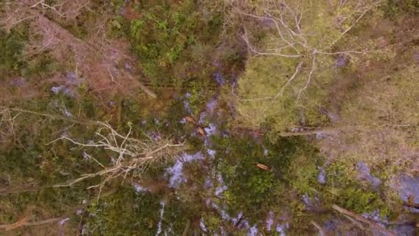 Червоні Олені Cervus Elaphus Прогулюються Болотистих Районах Серед Лісу Літаючі — стокове відео