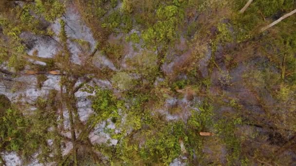 Ciervo Rojo Cervus Elaphus Camina Por Zonas Pantanosas Entre Los — Vídeo de stock