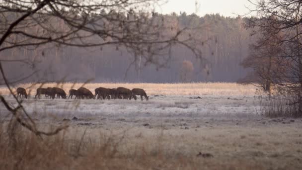 Herd Red Deer Cervus Elaphus Grazing Meadow Morning Autumn Day — Stock Video