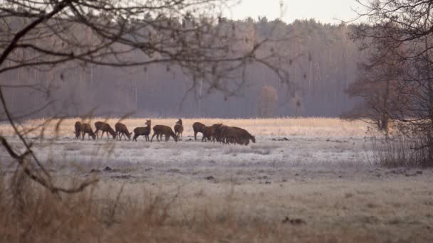 Eine Rotwildherde Cervus Elaphus Weidet Einem Morgendlichen Herbsttag Auf Einer — Stockvideo