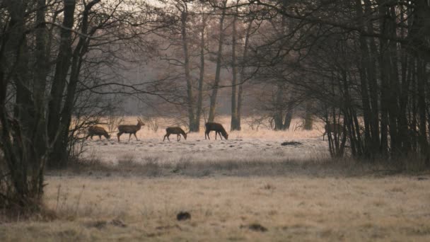 Una Manada Ciervos Rojos Cervus Elaphus Pastando Prado Día Otoño — Vídeo de stock