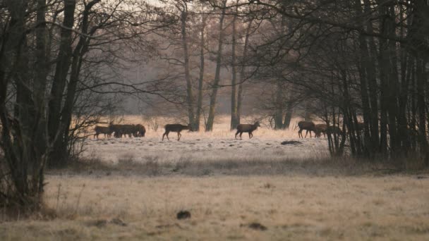 Una Manada Ciervos Rojos Cervus Elaphus Pastando Prado Día Otoño — Vídeo de stock