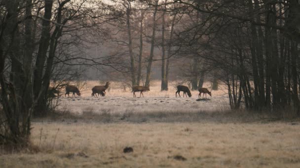 秋の日の午前中に牧草地での赤い鹿 Cervus Elaphus の放牧の群れ 食料を探している群れ — ストック動画