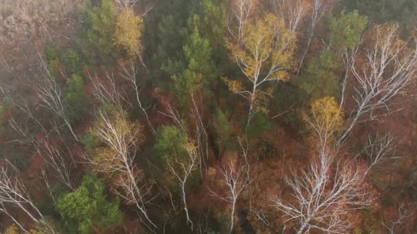 Voo Sobre Floresta Colorida Vista Vertical Cima Voo Sobre Florestas — Vídeo de Stock