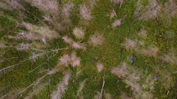 木の上を飛行する はげの森の上の垂直飛行 沼の景色 風で壊れた木 葉のない曲がった木 秋の時間 — ストック動画