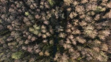 Ormanın üzerinden uçmak, sonbaharda yukarıdan dikey görüntü. Kel ormanların üzerinden uçmak. Güneş doğarken kel orman aydınlandı. Uçuşun hava görüntüleri