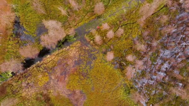 Voar Sobre Topos Das Árvores Rio Reto Entre Floresta Vistas — Vídeo de Stock