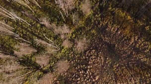 Flug Über Den Wald Senkrechte Sicht Von Oben Herbst Senkrechtflug — Stockvideo