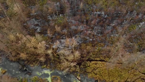 Полет Над Верхушками Деревьев Прямая Река Между Лесом Вид Болото — стоковое видео