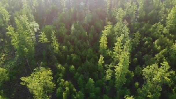 Let Nad Lesem Sideways Let Přes Zelený Jehličnatý Les Světlý — Stock video