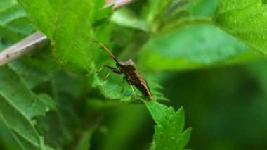 Yeşil bir yaprakla beslenen bir Rhombic Leatherbug 'un (Syromastus rhombeus) yakın çekimi