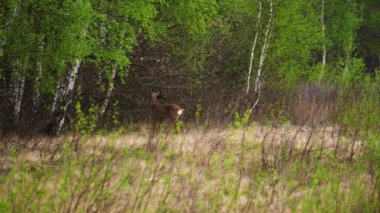 Erkek Roe Deer (Capreolus capreolus) ormana gider. Boynuzlar geyikleri ağaç dallarına sürtüyor. Geyik yemek arıyor.