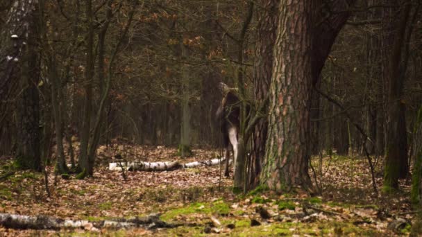 Ein Junger Bullenelch Alces Alces Einem Geheimnisvollen Wald Der Elch — Stockvideo