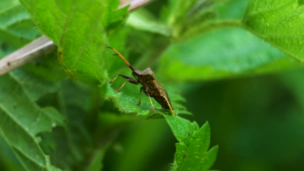 Κοντινό Πλάνο Ενός Rhombian Leatherbug Syromastus Rhombeus Που Τρέφεται Ένα — Αρχείο Βίντεο