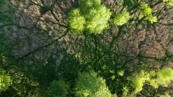 Vista Aérea Corzo Europeo Capreolus Capreolus Roe Deer Está Caminando — Vídeos de Stock