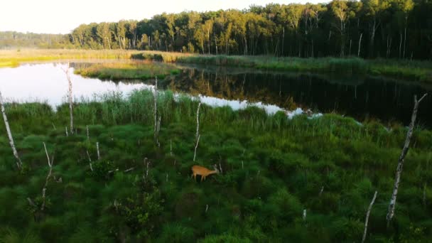 晴れた春の日に水の近くで草を食べている2人のファンの兄弟とヨーロッパのロールディアー Capreolus Capreolus の空中ビュー 沼の自然環境で鹿を育てる ドローンビュー — ストック動画