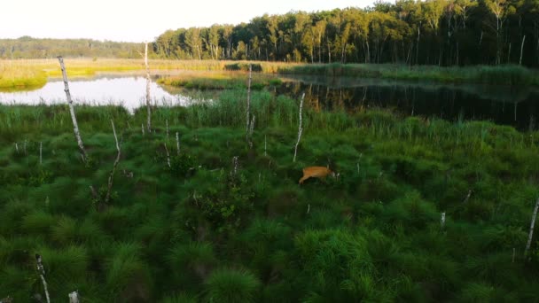 Luchtfoto Van Een Europees Roe Deer Capreolus Capreolus Met Twee — Stockvideo