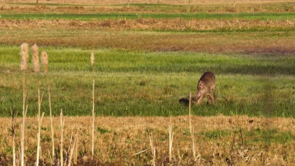 ディア Capreolus Capreolus は牧草地を歩く 食べ物を探しているロードディア 草を食べることを愛する役割 野生動物と草原 自然の生息地での動物 — ストック動画