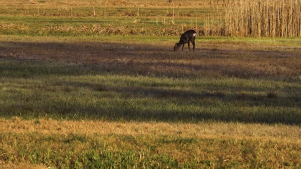 Femeie Roe Deer Capreolus Capreolus Merge Pajiște Roe Deer Mănâncă — Videoclip de stoc