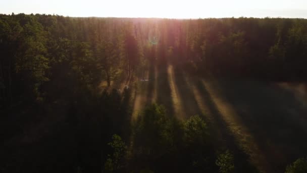 Misty Nevoeiro Cena Manhã Com Nascer Sol Sobre Floresta Sombra — Vídeo de Stock