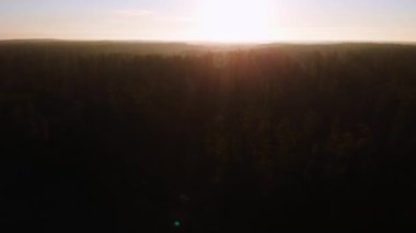 Güneşin doğuşunda sisli çam ormanlarının üzerinde uçuyor. Güneş ışınları taze bir sabah ağaçların arasından geçiyor. Sis, güneş tarafından aydınlatıldı. Ufuk çizgisine kadar büyülü bir sis var. Hava görüntüsü