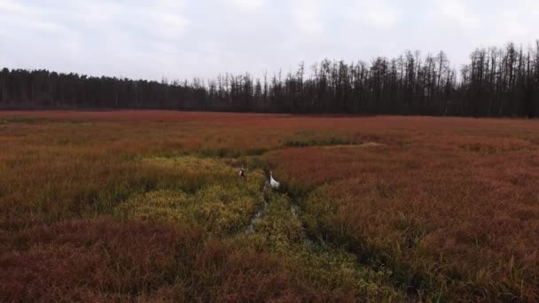 Pandangan Udara Tentang Common Crane Grus Grus Makan Padang Rumput — Stok Video