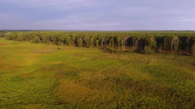 Sarı yeşil alanın havadan görünüşü. Güneşli bir günde çayırın üzerinden uçmak. Ufukta orman görünüyor. Mavi bulutlar