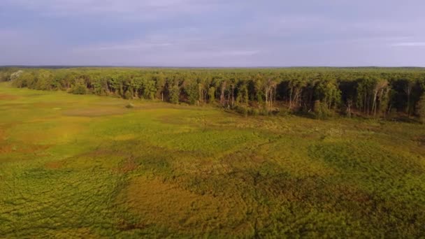 Uma Vista Aérea Campo Verde Amarelo Voar Sobre Prado Num — Vídeo de Stock