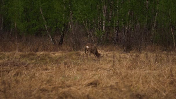 Man Roe Deer Capreolus Capreolus Wandelt Een Weiland Roe Deer — Stockvideo