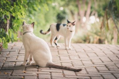 Bahçede oynayan iki kedi. Genç kediler. 