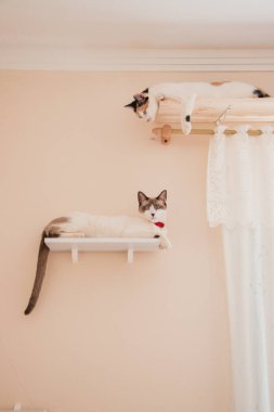 Kapalı kapılar ardında oynayan iki kedi. Duvar tırmanma kiti. Evcil kediler.