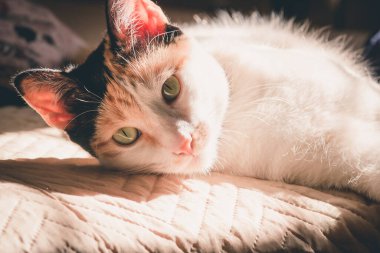 Evcil kediler, ev hayvanları, kedi portresi, hayvan fotoğrafçılığı, üç renkli kedi, dişi kedi, sarı gözlü sıska kedi.