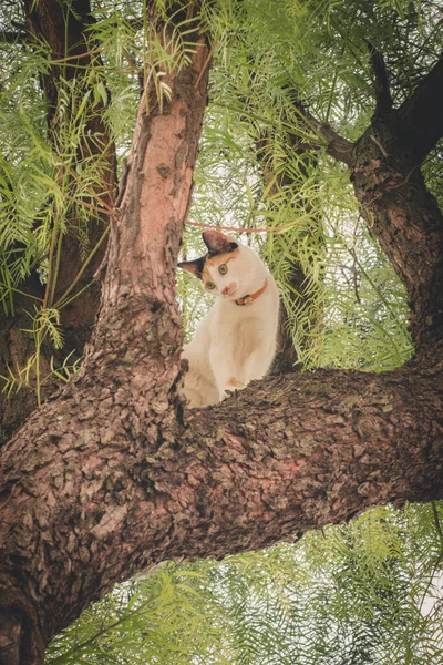 Cats in the garden, cats climbing trees, cats and nature, cats and flowers,  cat portrait, pet photography, three color cat, skinny cat with yellow eyes