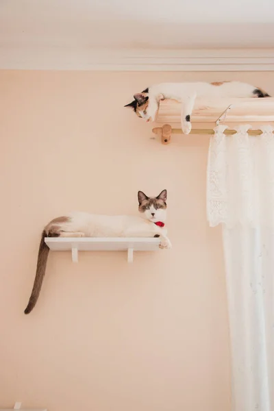 Two cats playing on indoor climber wall. Wall climber kit. Domestic cats.