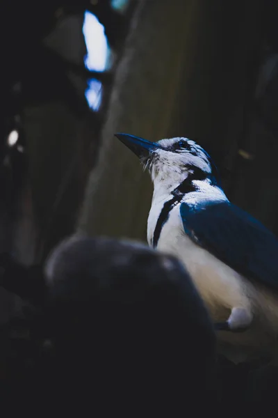 Blå Och Vit Fågel Uppflugen Ett Träd Tittar Himlen — Stockfoto