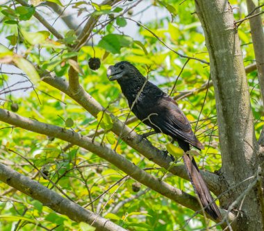 Ağacın tepesindeki geniş gagalı karga