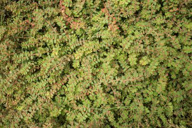 Yeşil zemin seviyesi bitki örtüsünün orta havai görünümü