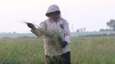 Siem Reap, Kamboçya - 3 Mayıs 2016: Yeni donatılacak kadın pirinç alt orta atış pirinç kesme