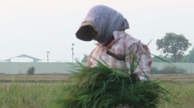 Siem Reap, Kamboçya - 3 Mayıs 2016: kadın pirinç işçisi katlanmış ve döner bir paket pirinç hasat için orta atış