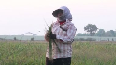 Siem Reap, Kamboçya - 3 Mayıs 2016: Pirinç alt grup yeni hasat pirinç paket için doğal cilt yapar