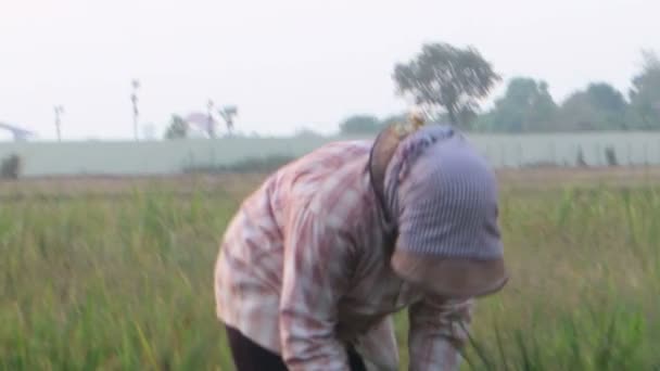 SIEM REAP, CAMBODIA - MAY 3, 2016: MCU female rice worker cuts row of new rice and places in a pile nearby — Stock Video