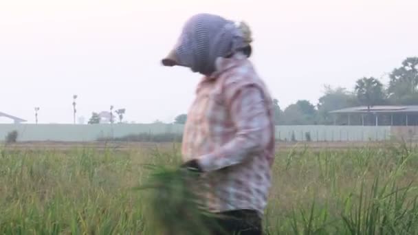 SIEM REAP, CAMBODIA - MAY 3, 2016: Mother rice worker in Asia cuts rice while daughters play nearby — Stock Video